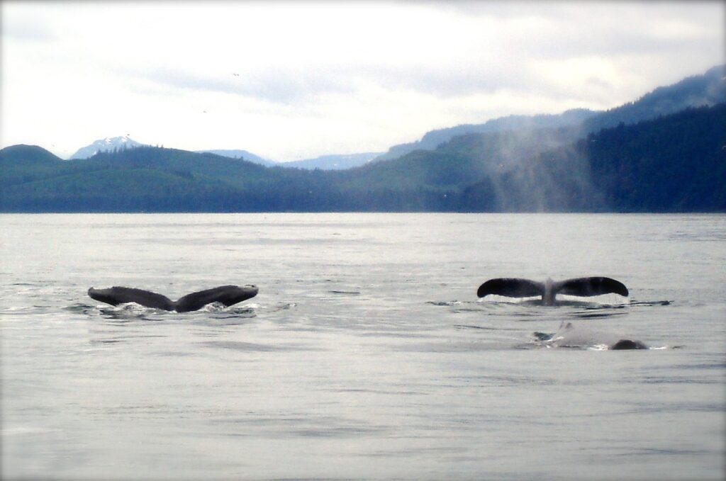 whales-19192_1280