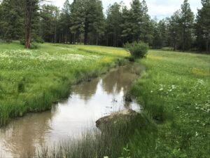 Billy Creek, Pinetop, Arizona