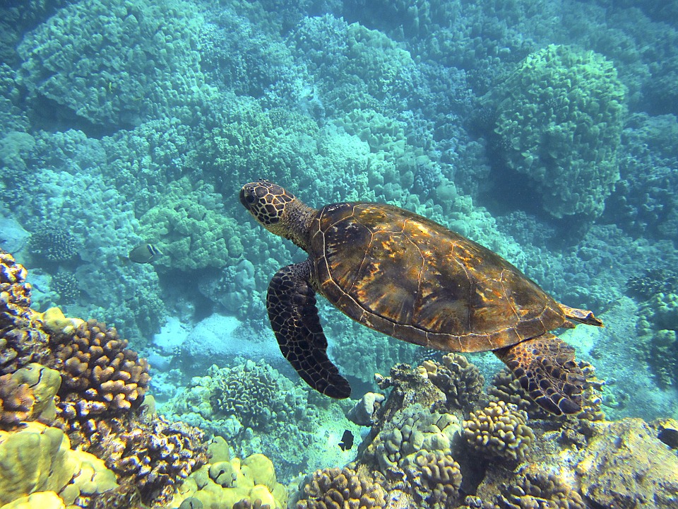 sea-turtle-547162_960_720